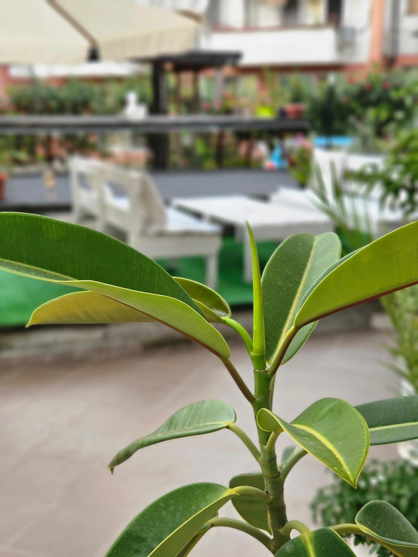 Guest House Petrovi 라브다 외부 사진